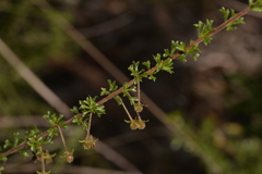 Dodonaea crucifolia