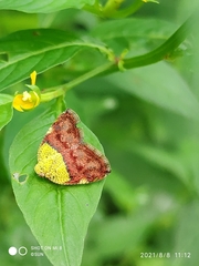 Ricanula