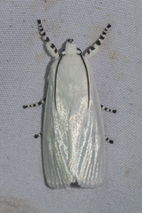 Eschata