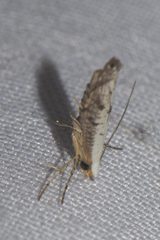 Argyresthiidae