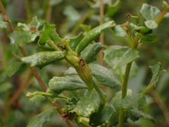 Rhopalomyia baccharis
