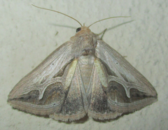 Cuneisigna rivulata