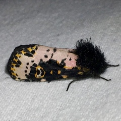 Xanthopastis regnatrix