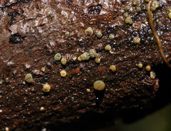Trichoderma gelatinosum