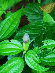 Hippotiscus dorsalis