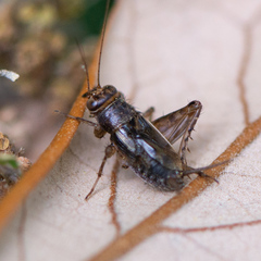 Neonemobius mormonius