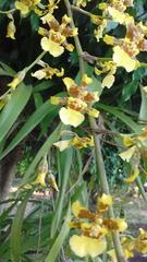 Oncidium sphacelatum