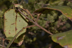 Eucalyptus tindaliae