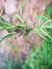 Ochrochira