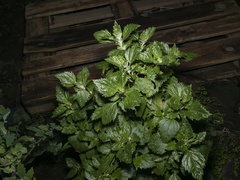 Chenopodium suecicum