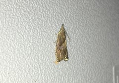 Dichrorampha simpliciana