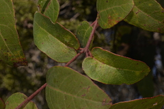 Eucalyptus tindaliae