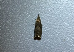 Dichrorampha simpliciana