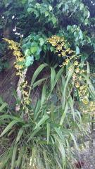 Oncidium sphacelatum