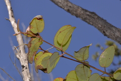 Eucalyptus tindaliae