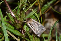 Pseudohermonassa ononensis