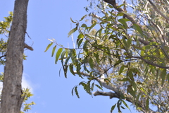 Eucalyptus tindaliae