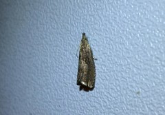 Dichrorampha simpliciana