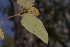 Eucalyptus tindaliae