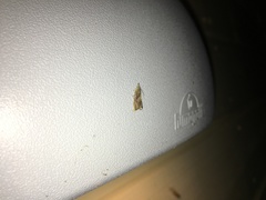 Dichrorampha simpliciana