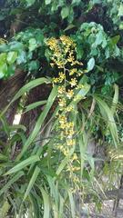 Oncidium sphacelatum