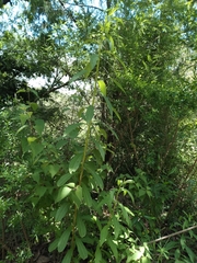 Hypericum canariense