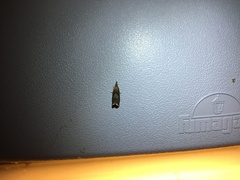 Dichrorampha simpliciana