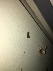 Dichrorampha simpliciana