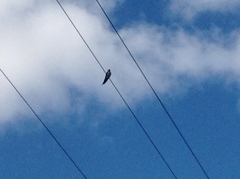 Hirundo neoxena