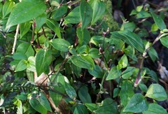 Tradescantia mundula