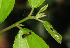 Camponotus clarithorax
