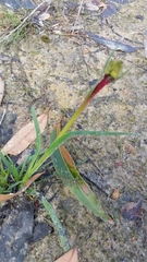 Anigozanthos bicolor