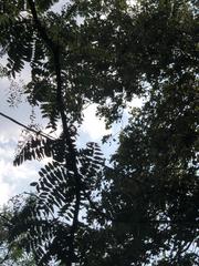 Gleditsia triacanthos