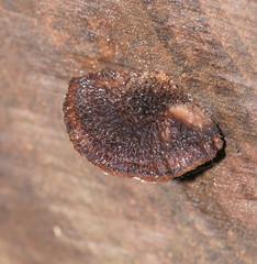 Postia pelliculosa