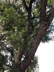 Gleditsia triacanthos