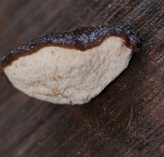 Postia pelliculosa