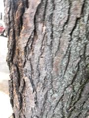 Gleditsia triacanthos