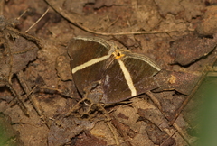 Fodina pallula