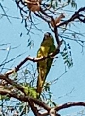 Eupsittula canicularis