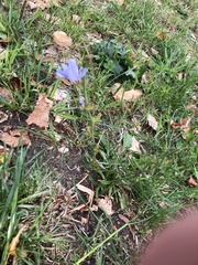 Cichorium intybus