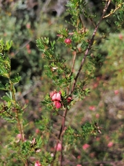 Indigofera stricta