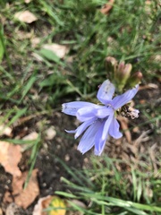 Cichorium intybus