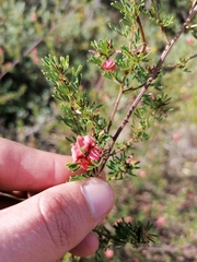 Indigofera stricta