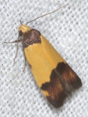 Heteroteucha kershawi