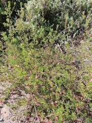 Indigofera stricta