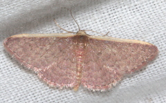 Idaea inversata