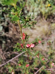 Indigofera stricta