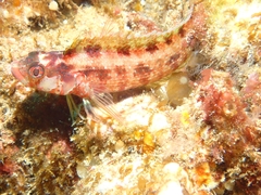 Alloclinus holderi