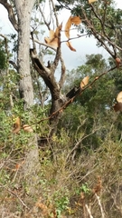 Eucalyptus marginata marginata