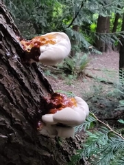 Ganoderma oregonense
